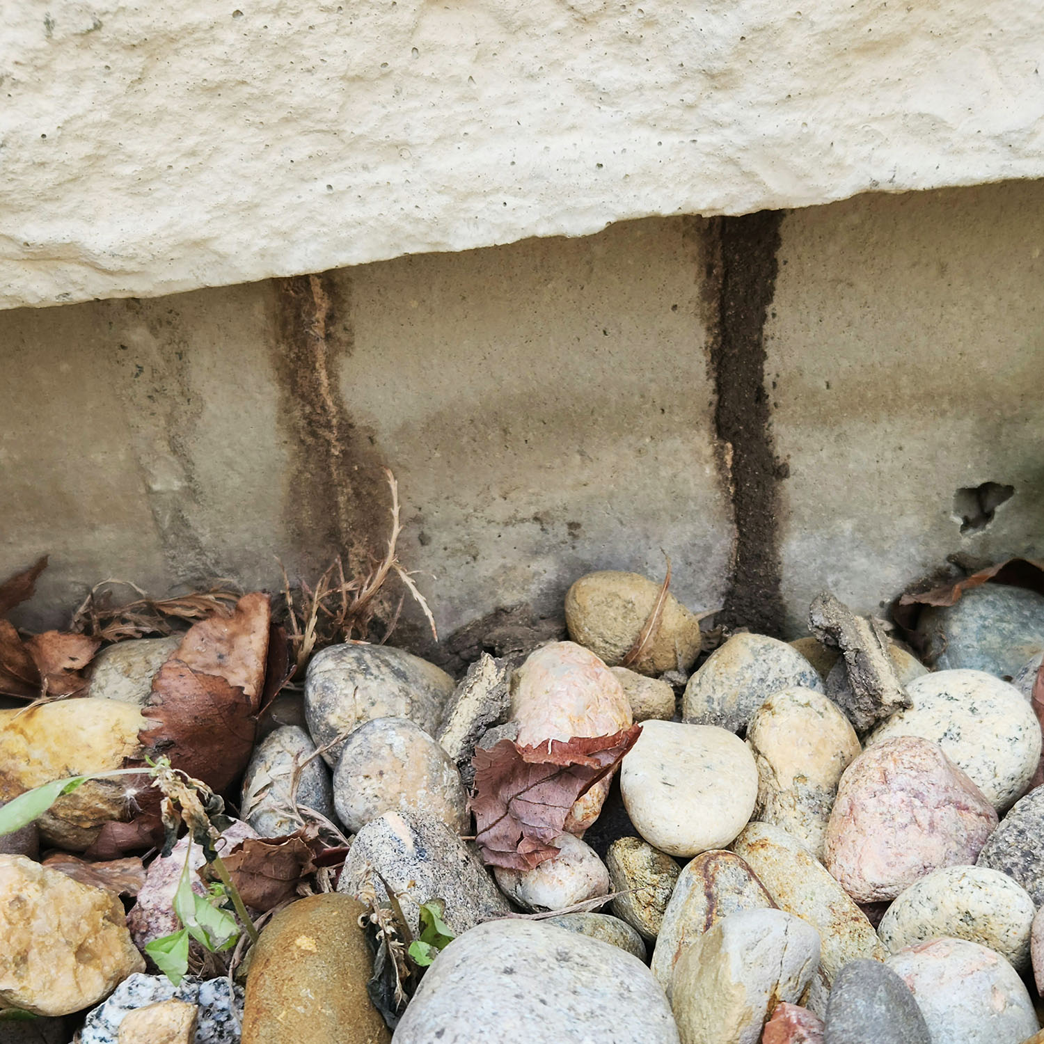 Termites ChemTech Termite & Pest Control