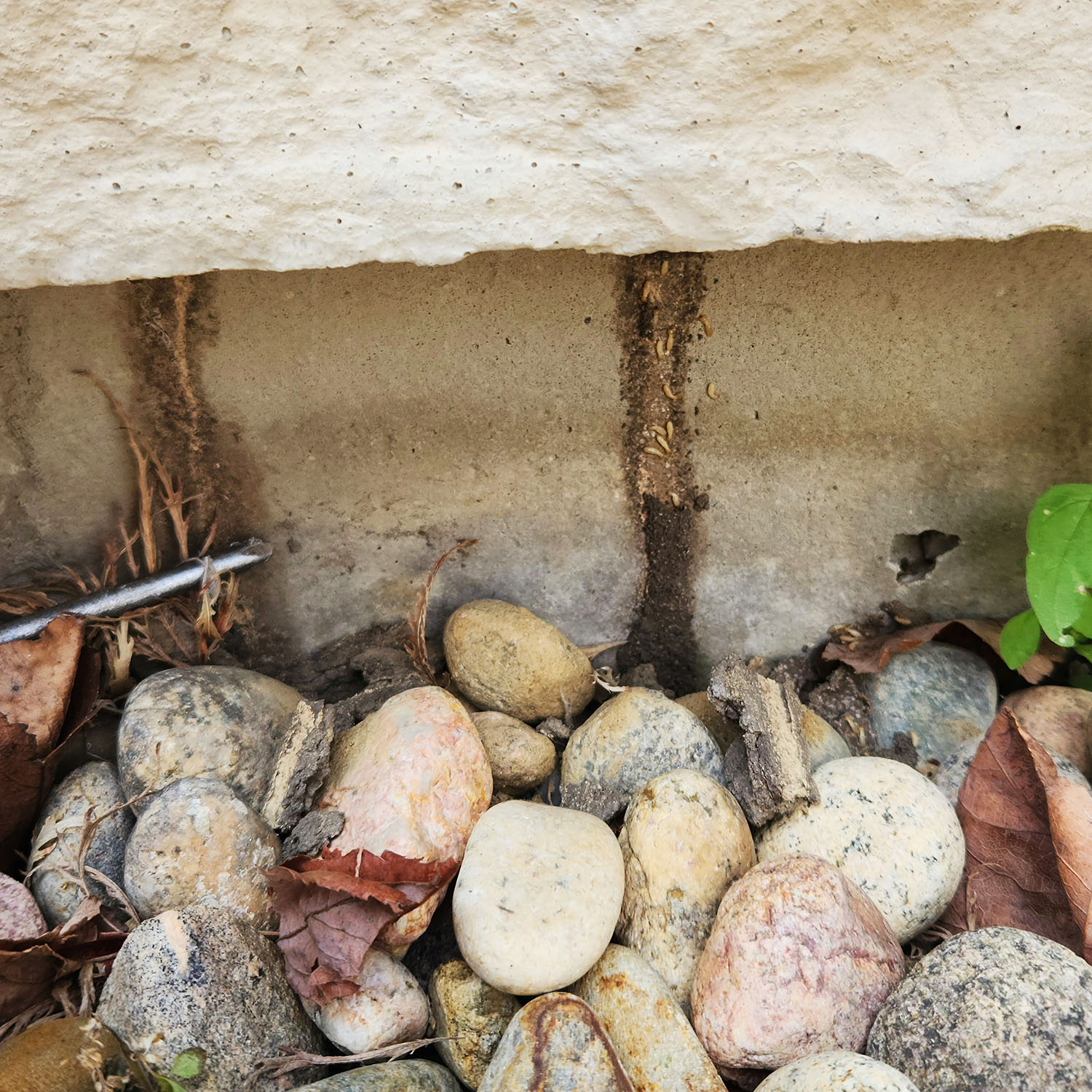 Termites ChemTech Termite & Pest Control