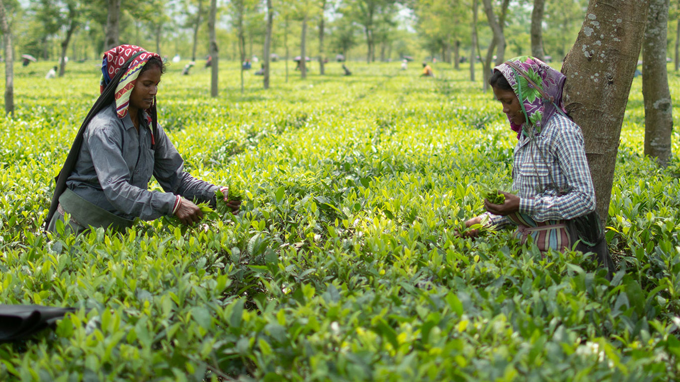 Largest Tea Estate in Asia 1.8 Billion Cups of Tea Produced Every Year
