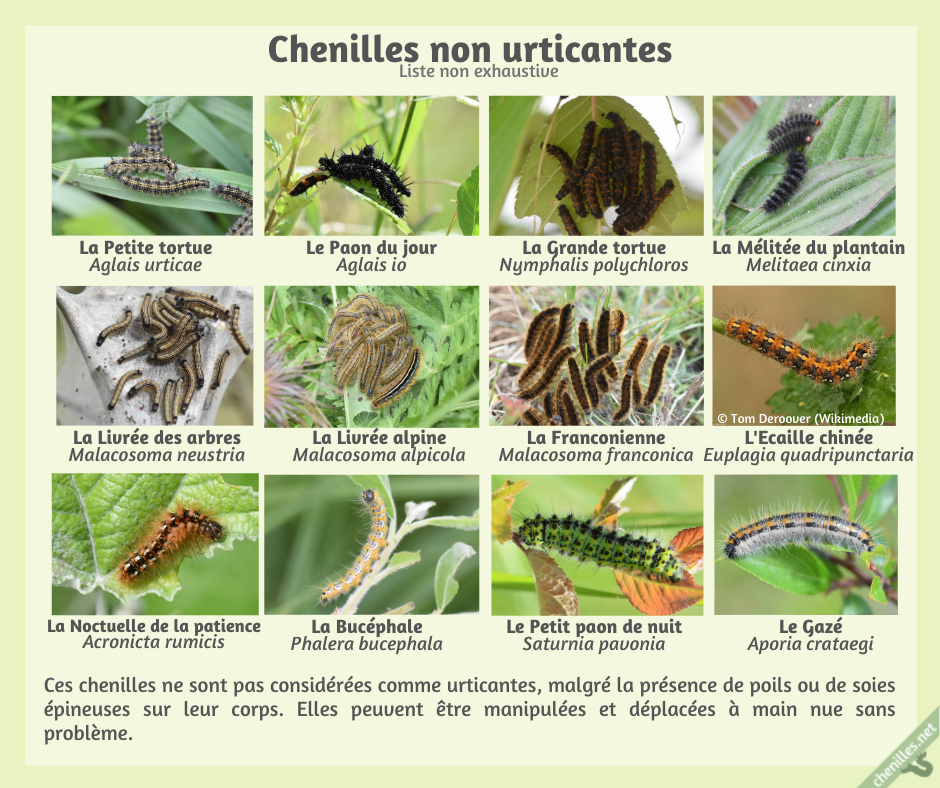 Toutes les chenilles poilues sontelles urticantes ? Les chenilles de
