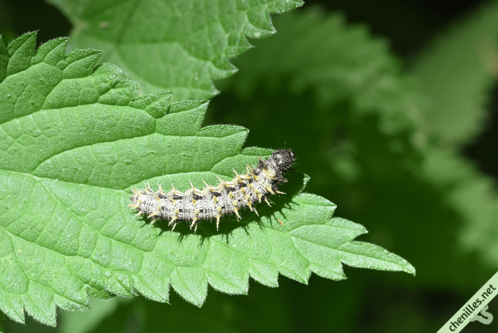 Les chenilles de nos jardins