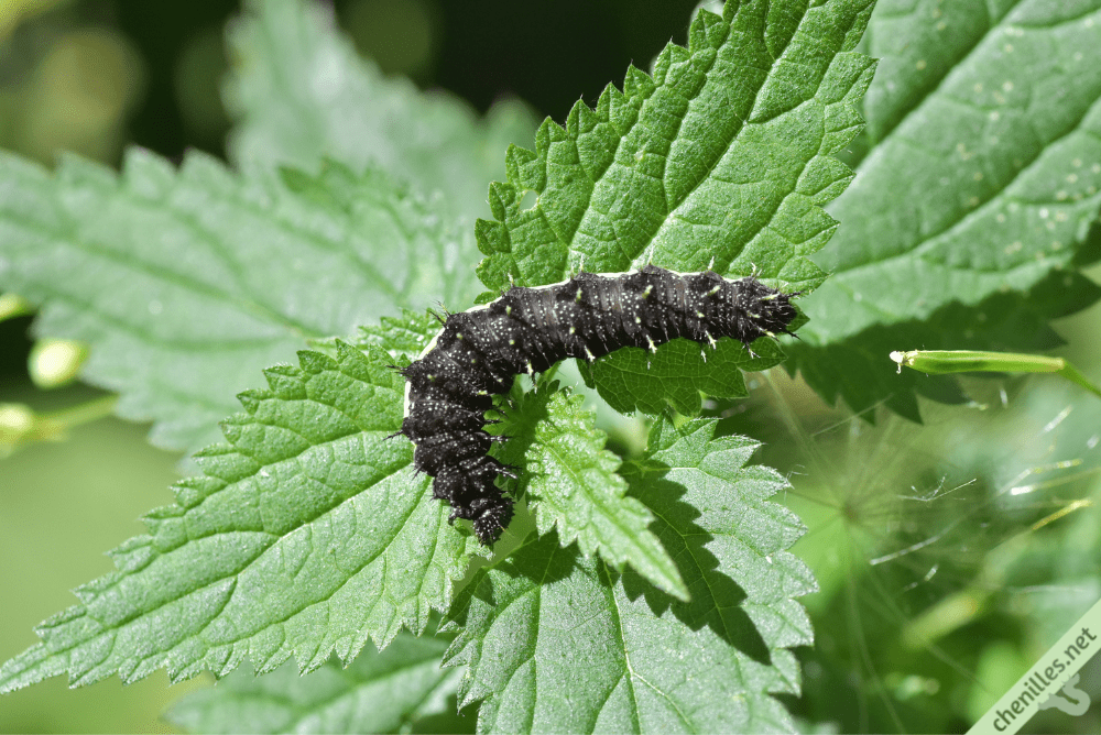 Les chenilles de nos jardins