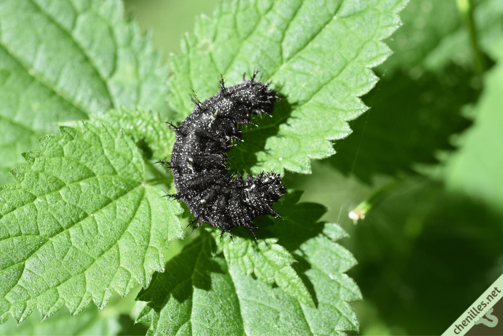 Les chenilles de nos jardins
