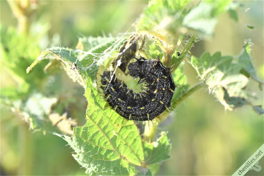 Les chenilles de nos jardins