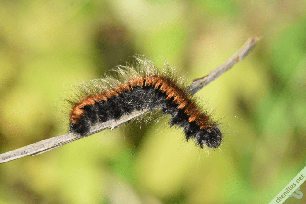 Que mange une chenille ? Les chenilles de nos jardins