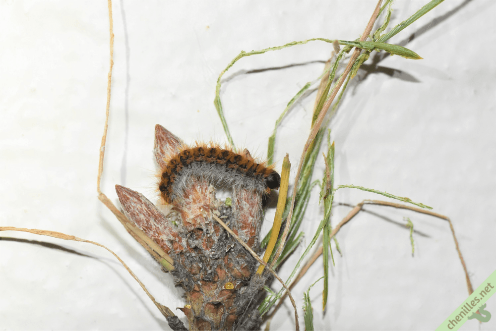 Les chenilles de nos jardins