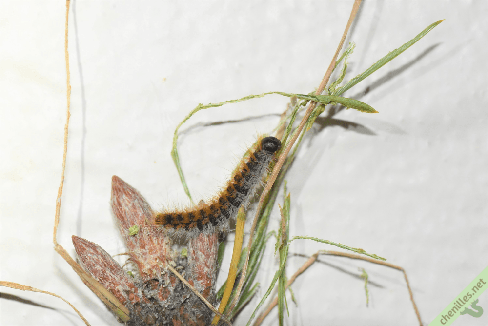 Les chenilles de nos jardins