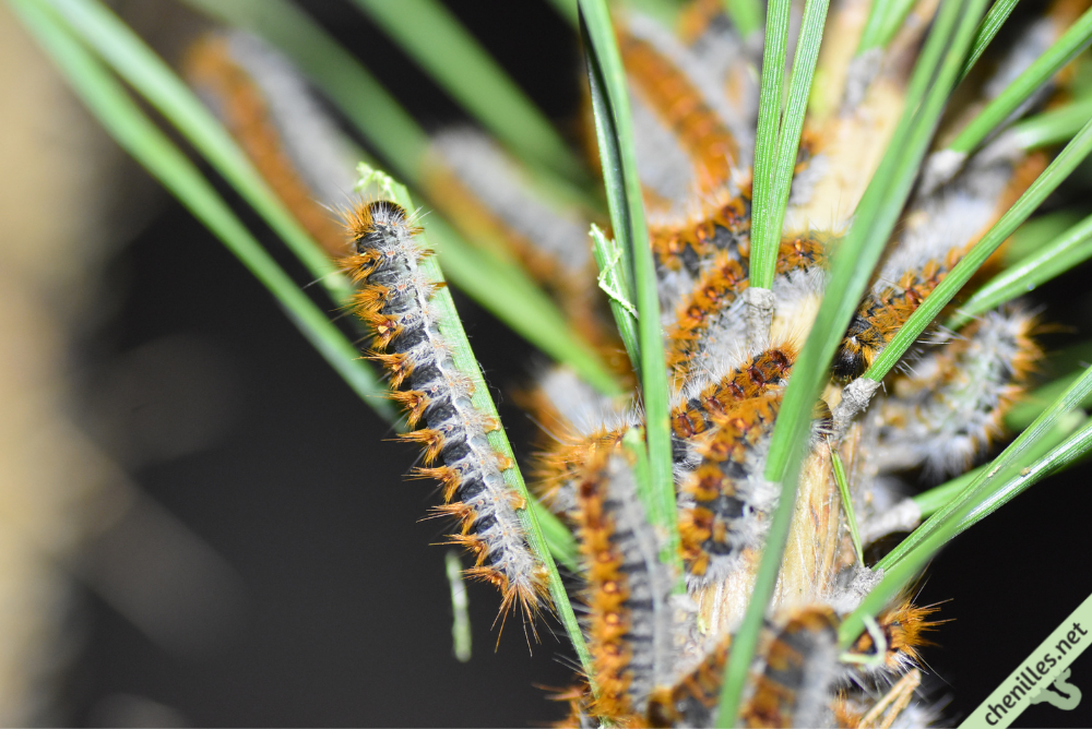 Les chenilles de nos jardins