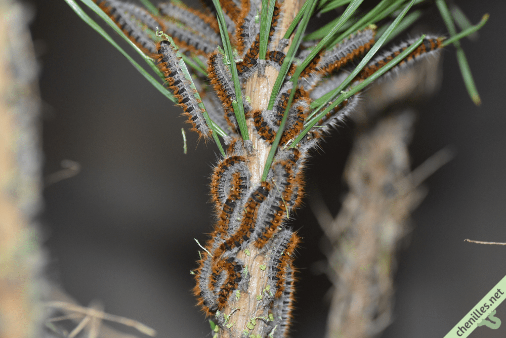 Les chenilles de nos jardins