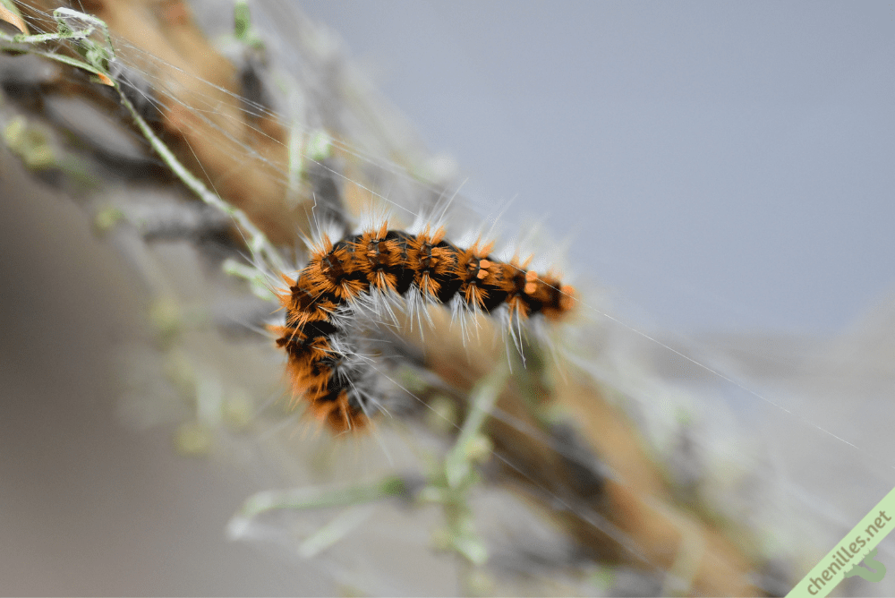 Les chenilles de nos jardins