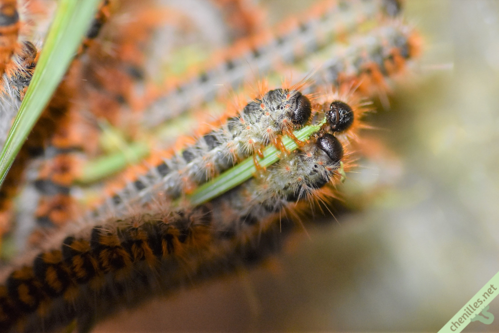Les chenilles de nos jardins