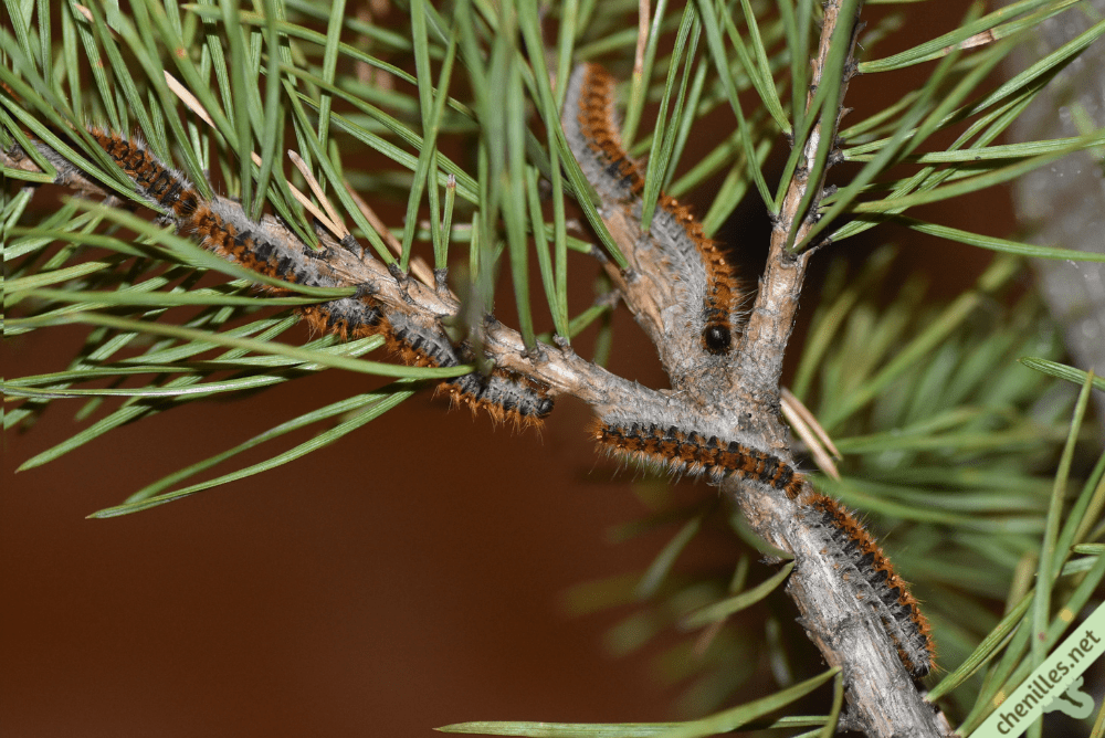 Les chenilles de nos jardins
