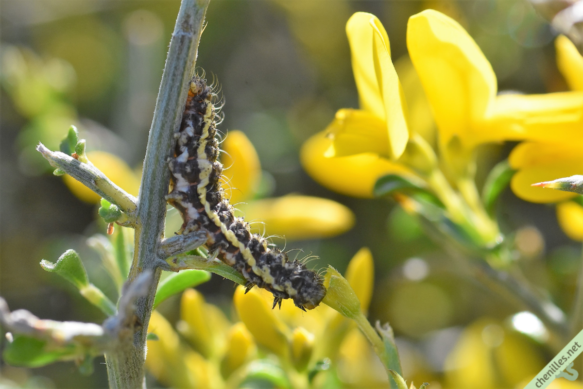 Les chenilles de nos jardins