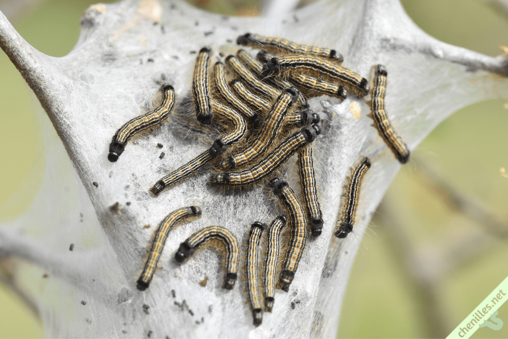 Les chenilles de nos jardins