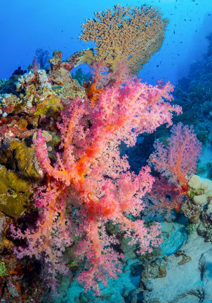 mer rouge 5 chercheursdeau