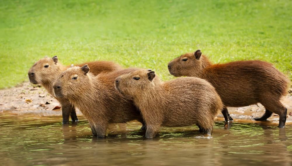 Capybara, Care, Housing, Diet, Behavior and Facts Cherishapet