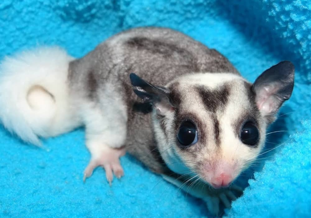 How to Distinguish Sugar Gliders on the Basis of Colors? Cherishapet