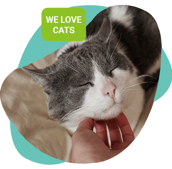 Home Cherished Cat Pet Sitting Fredericksburg, VA