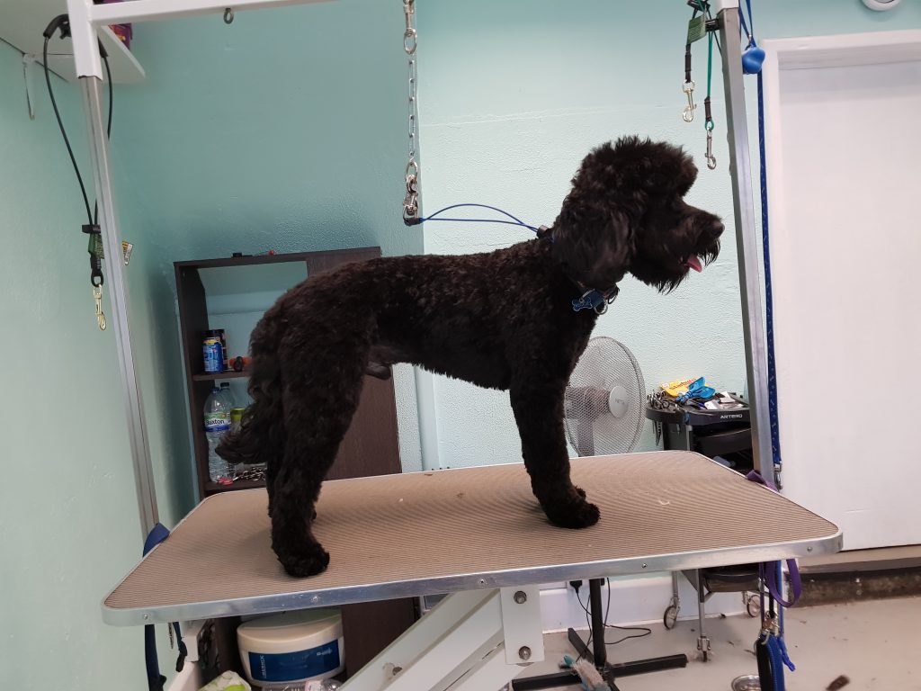 Photo Gallery Cherished Pets Dog Grooming Salon Bournemouth