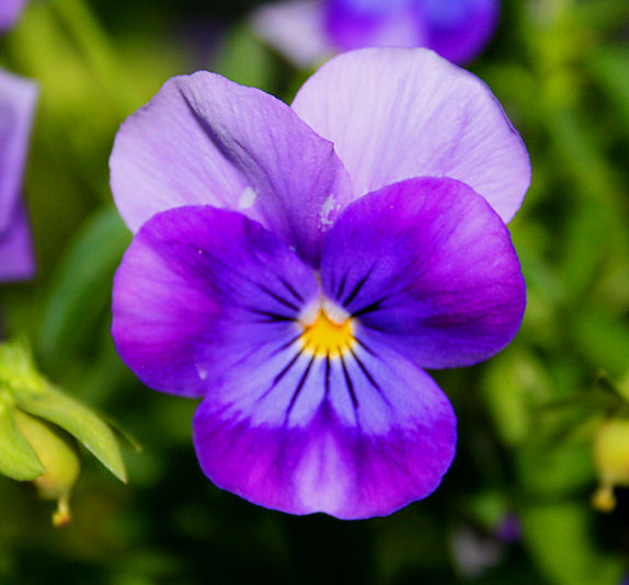 Vem har tagit min expansion atilaclicks