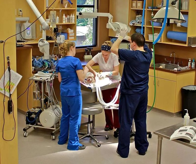 Veterinary Services Canton Ga Cherokee Animal Hospital