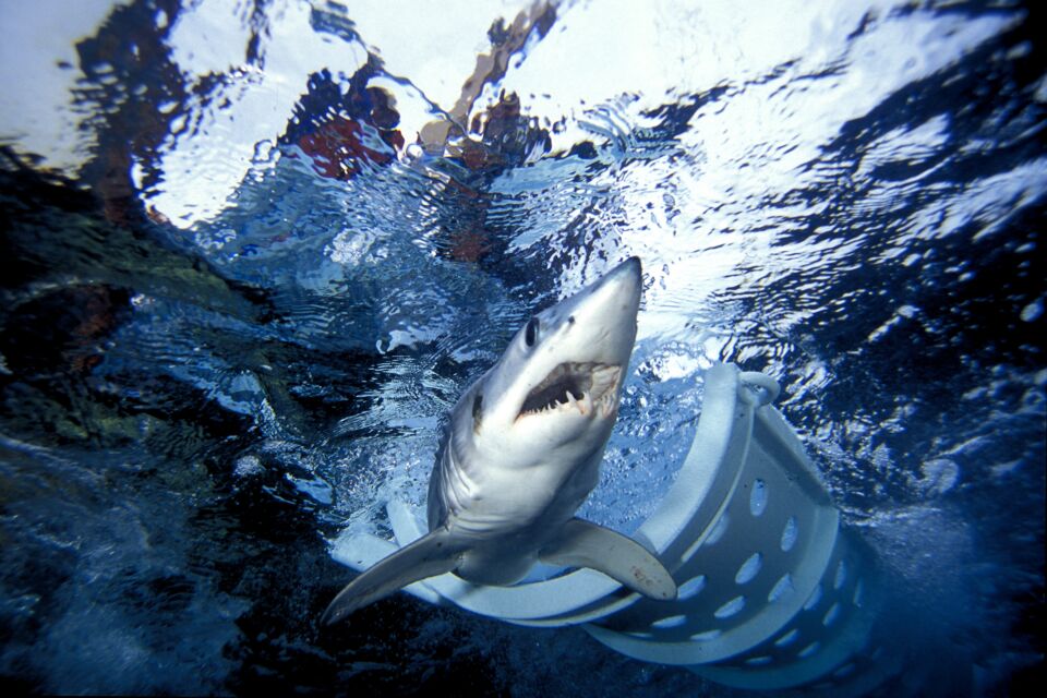 Sharks These 5 species are the most dangerous to humans