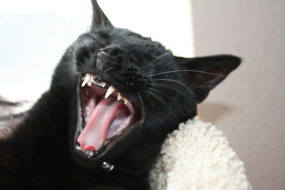 This brutally attacked cat was ‘left in excruciating pain’ after its