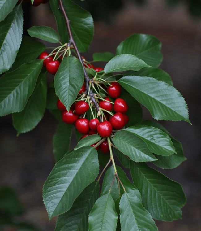 Cherry Box 5kg Cherrybird