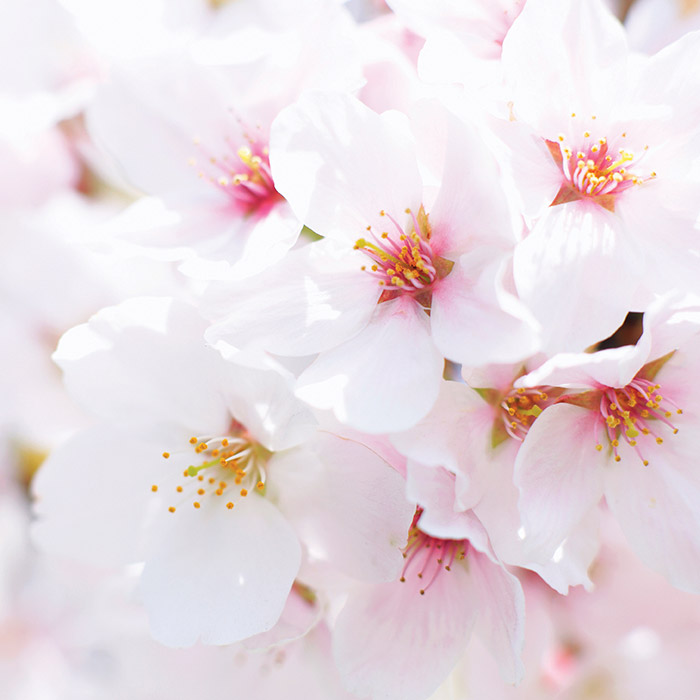 Macon Ga Cherry Blossom Festival 2024 Schedule Of Events Purpose & History Macon, International Cherry Blossom Festival