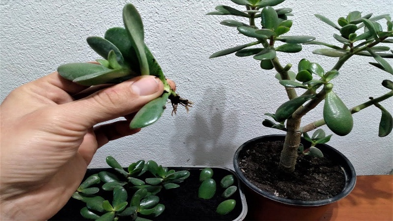 Types of jade plants, for plant beside house Cherry Blossom