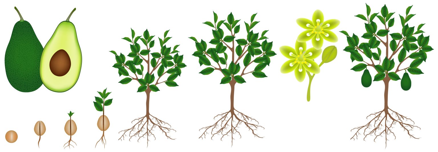 What are the Stages of an Avocado Tree?