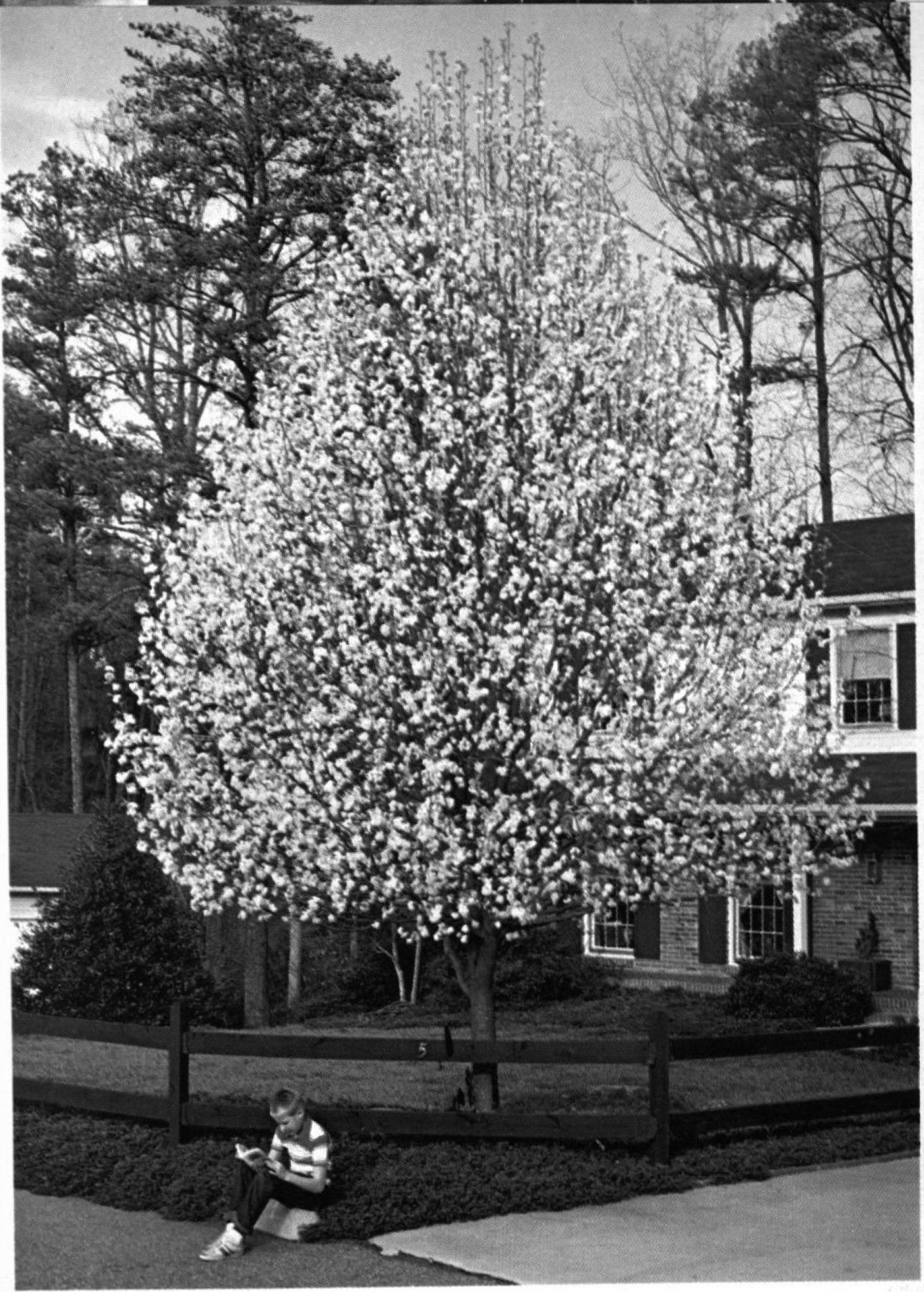 Bradford Pear Map 673 Final Project