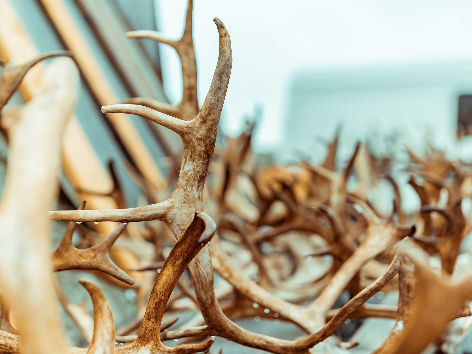 Cherry Flats Processing Custom Deer Butchering Covington PA