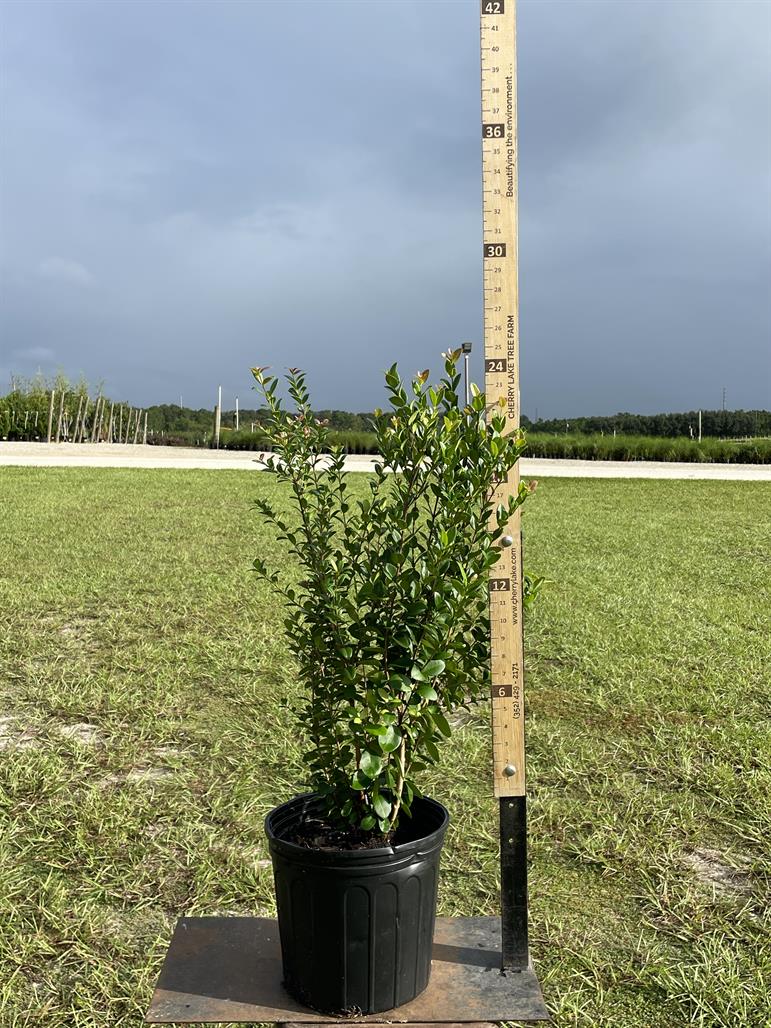 Simpson’s Stopper ‘Shostopper’ Cherrylake