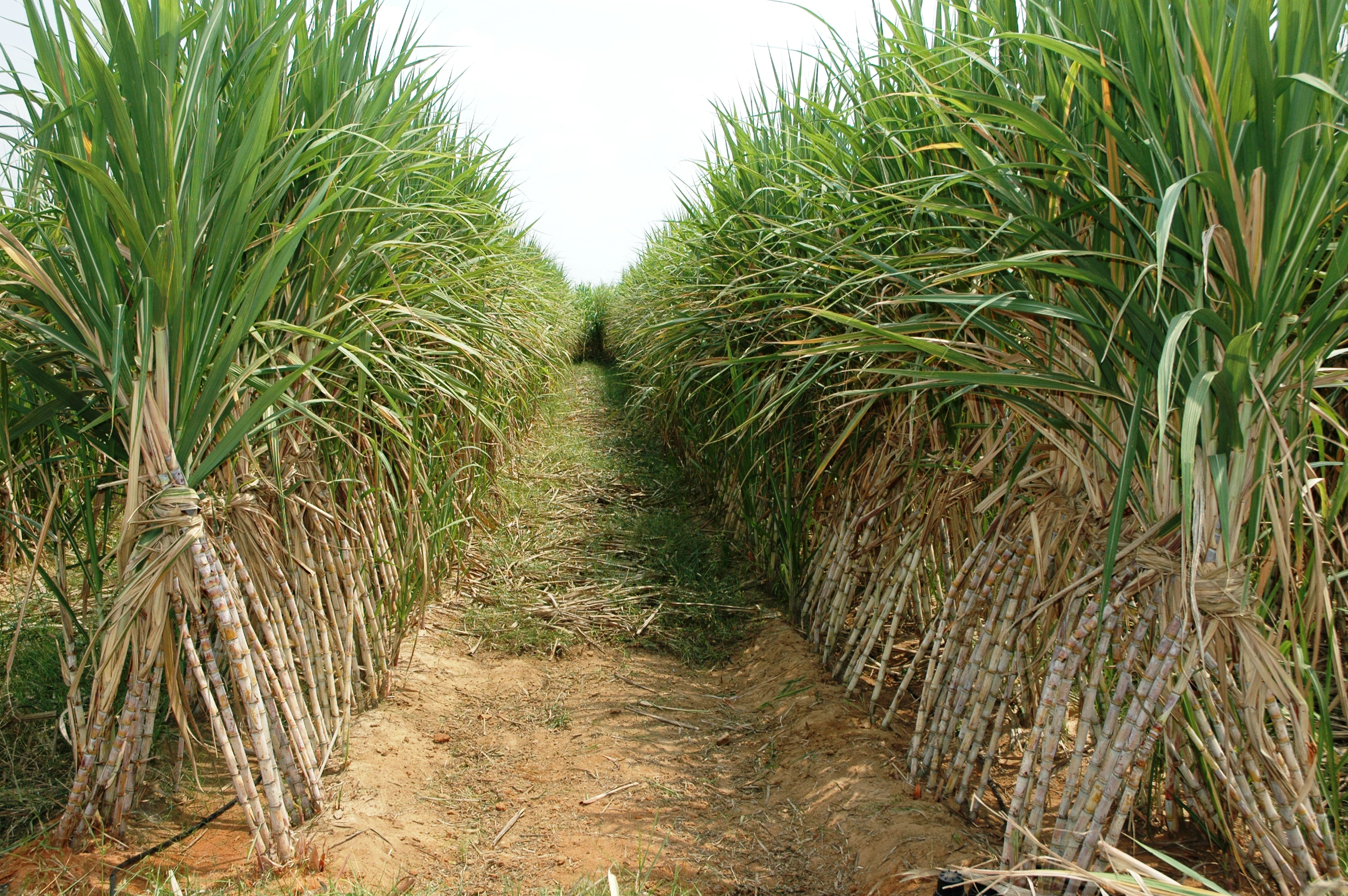 Drip Irrigation In Sugarcane