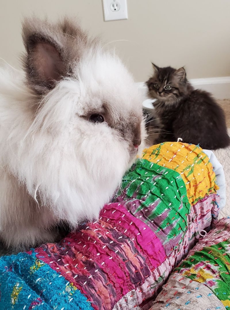 With proper care, rabbits can make great pets Chesapeake Humane Society