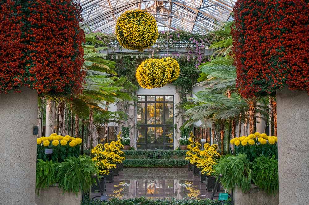 Chrysanthemum festival blooms at Longwood