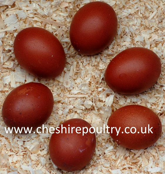 Copper Blue Marans Cheshire Poultry Exhibition Chicken Breeders Blue Copper Marans Info