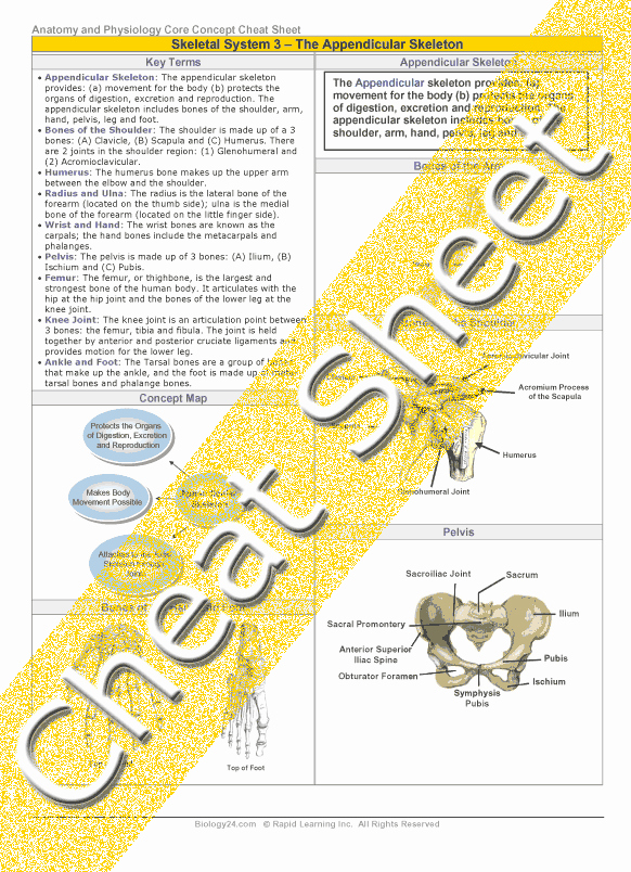 50 Appendicular Skeleton Worksheet Answers