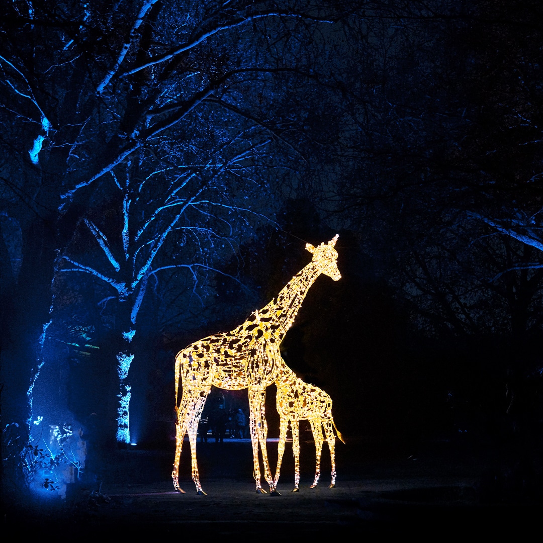 Chester Zoo Gives Glimpse of Updated Festive Event