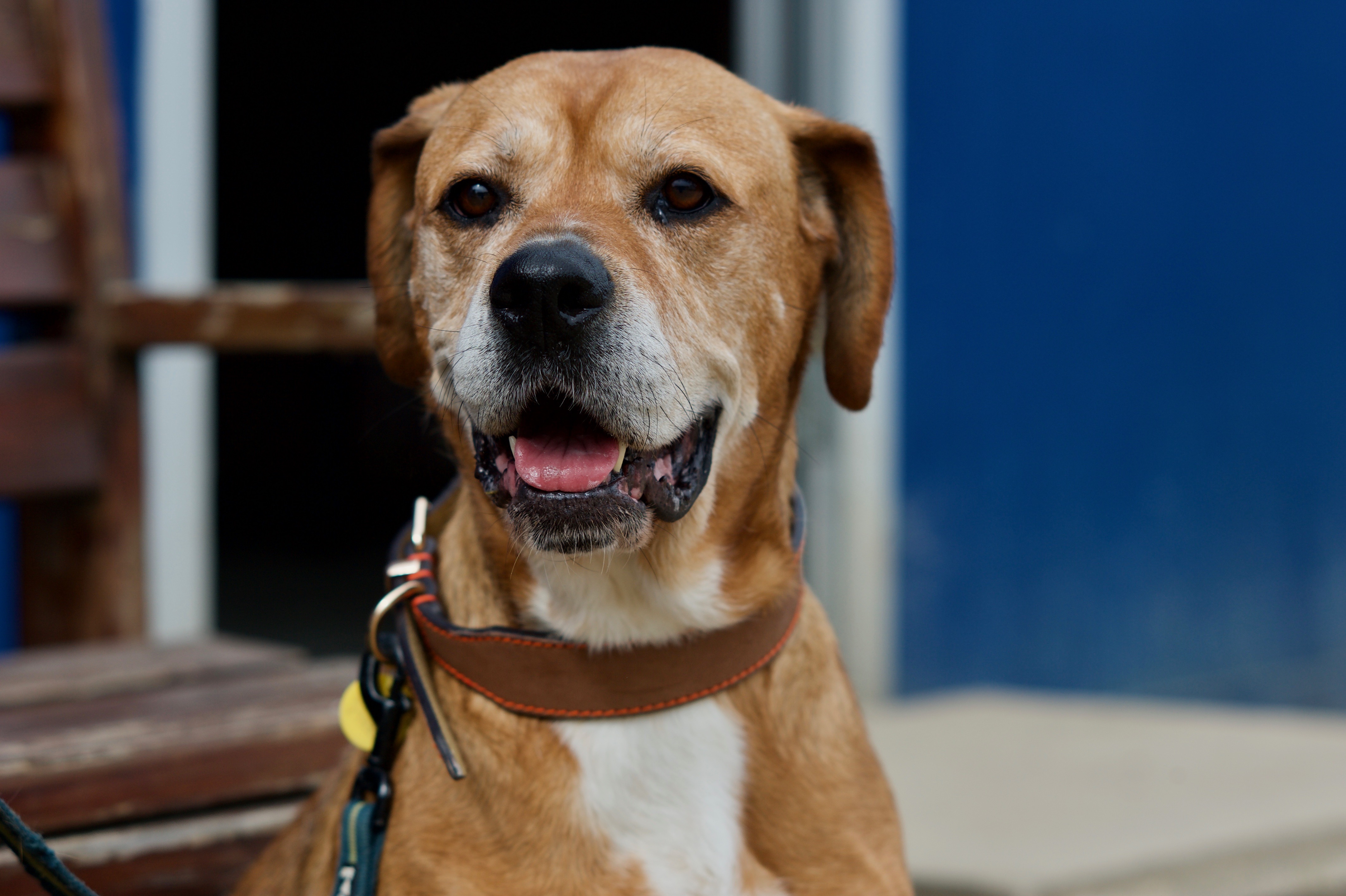 Rehome a dog RSPCA Chesterfield & North Derbyshire Branch