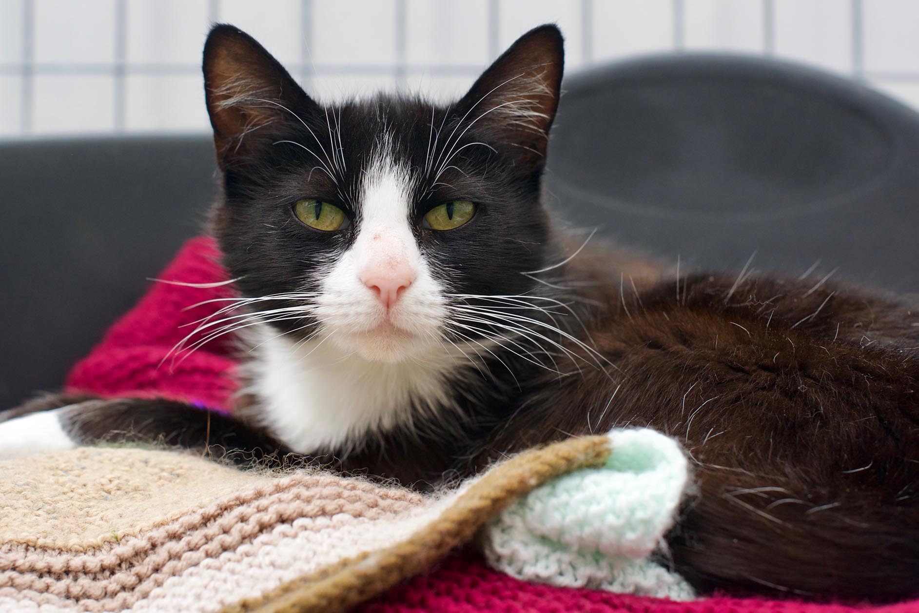 Rehome a cat RSPCA Chesterfield & North Derbyshire Branch