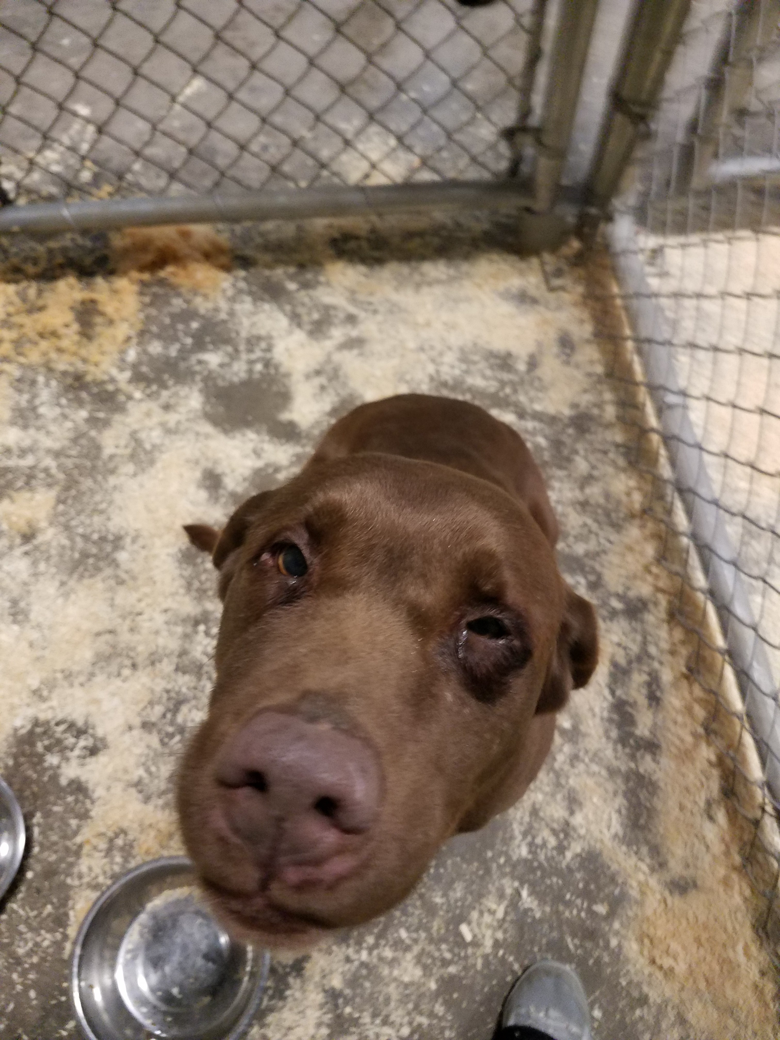 Chesterfield Township Police Department Found Dog 1302018