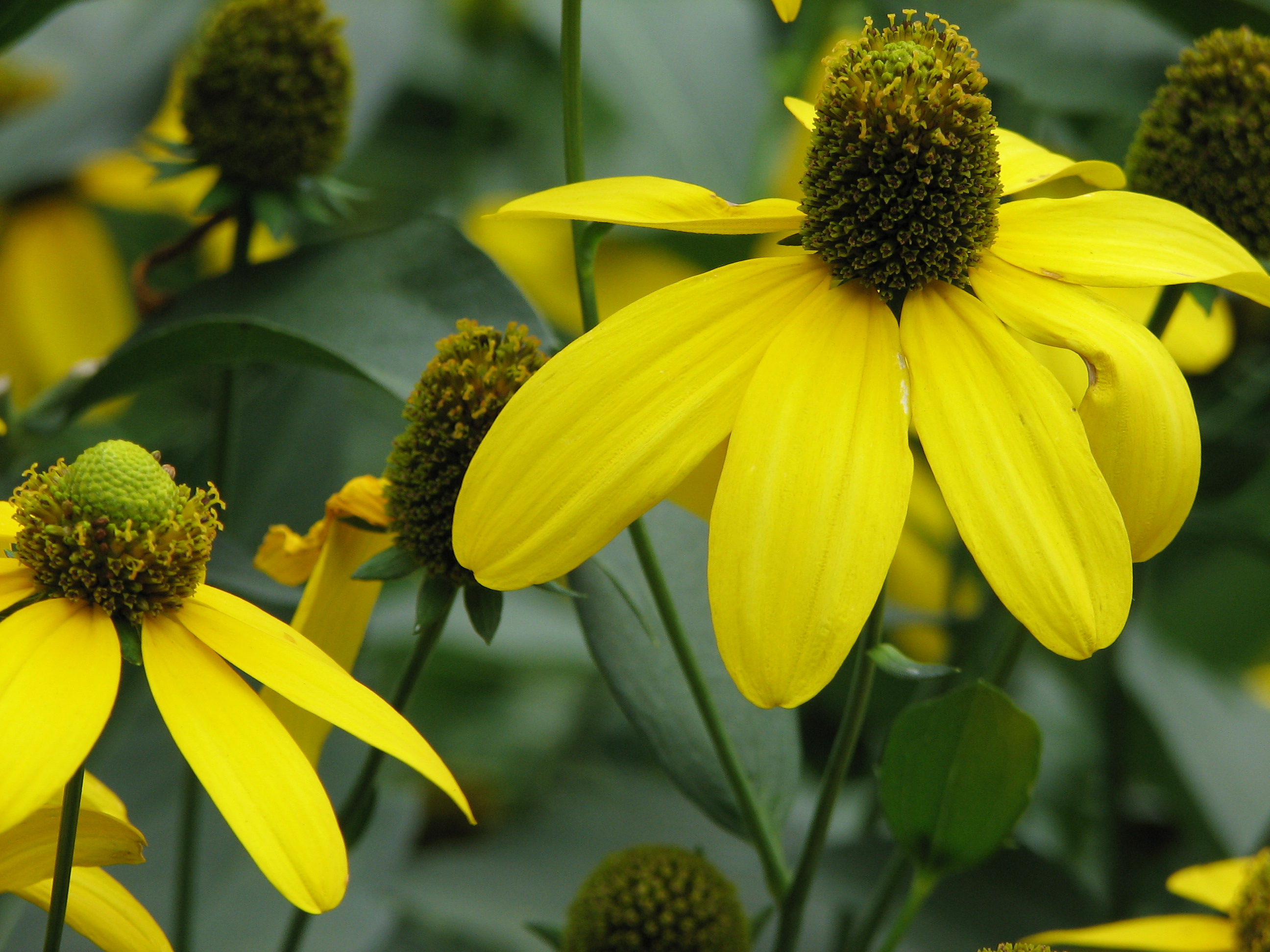 Greenheaded Coneflower, Sochan Chestnut School of Herbal Medicine