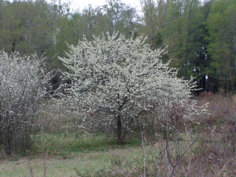 Chickasaw Plum Chestnut Hill Nursery