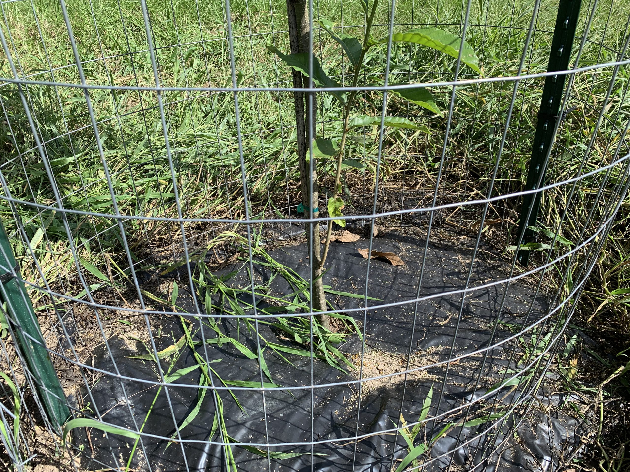 Weed Mats Chestnut Hill Nursery