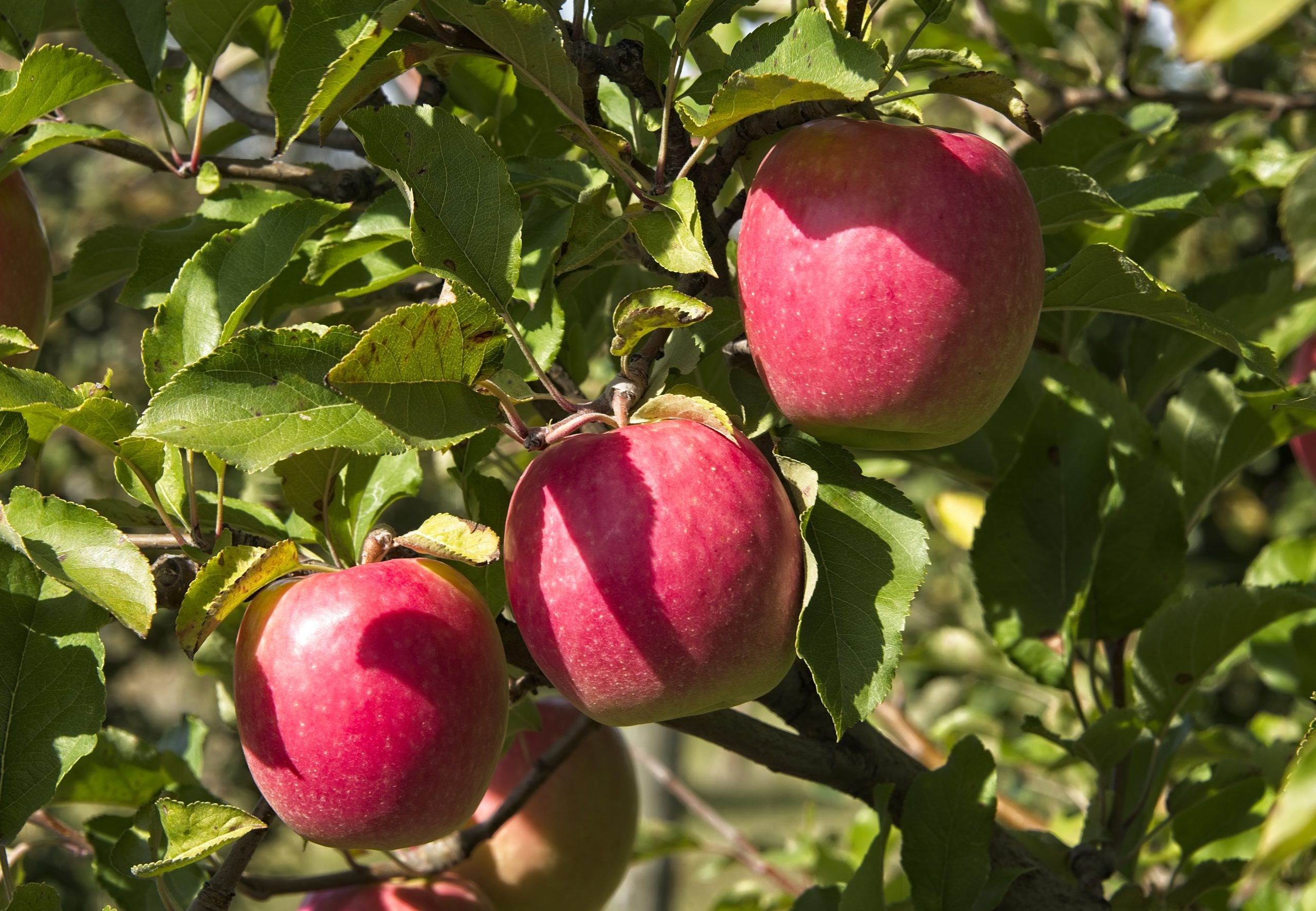 Pink Lady Apple Chestnut Hill Nursery