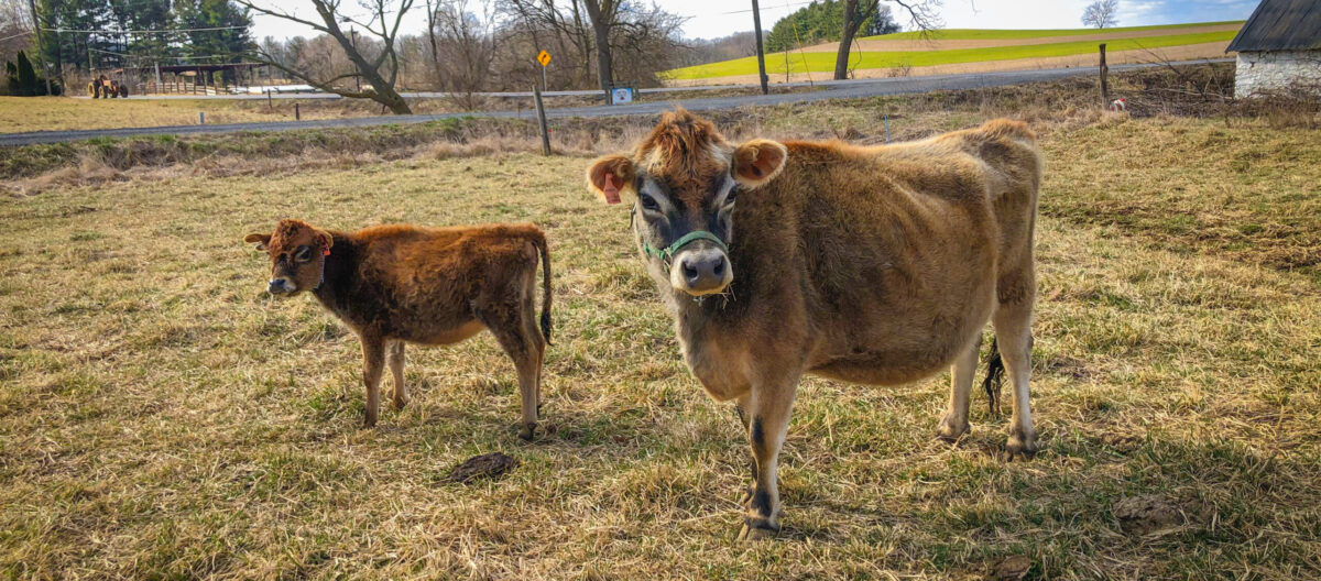 Cows For Sale Chestnut Oak Minis