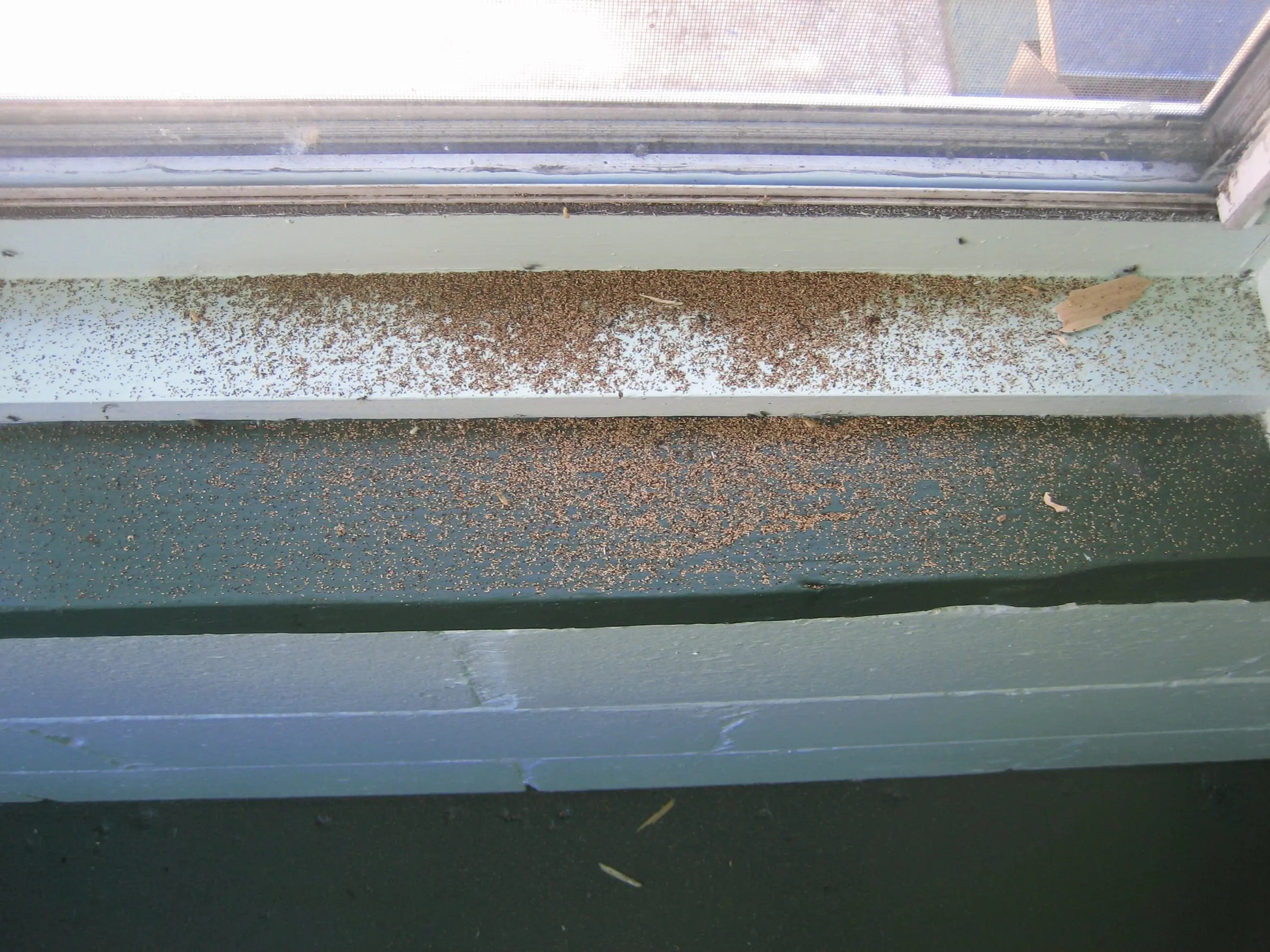 What You Should Know About Termite Swarms In The Bay.