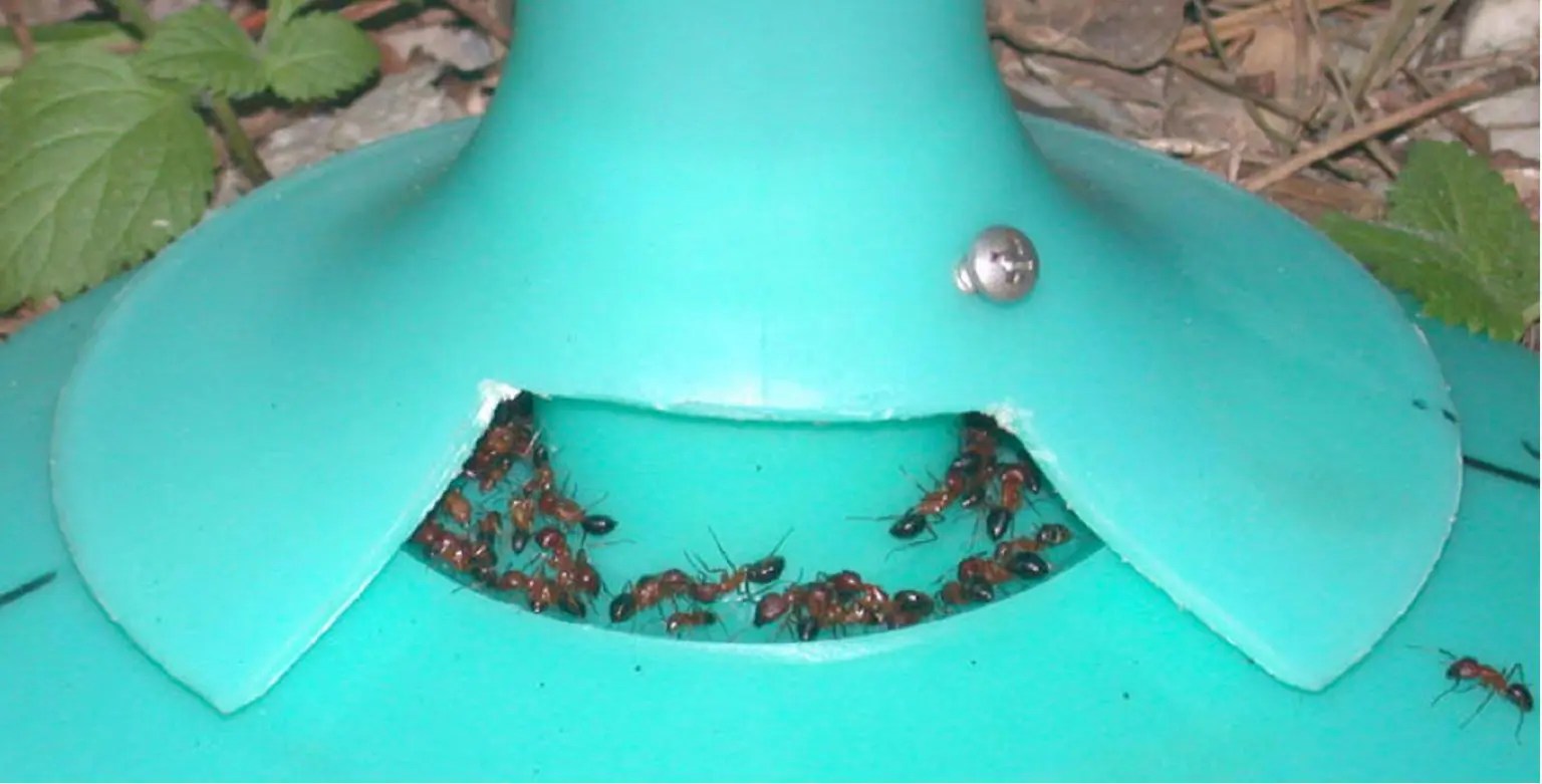 Carpenter Ants How to Identify and Remove Them